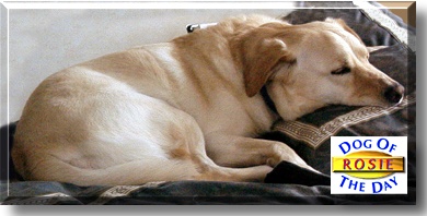 Rosie, the Dog of the Day