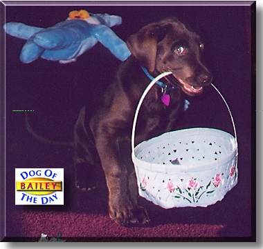 Bailey, the Dog of the Day
