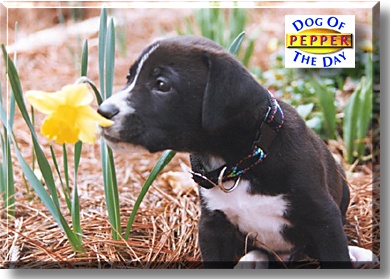 Pepper, the Dog of the Day