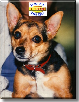 Tishu, the Dog of the Day