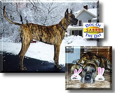 Sabre, the Dog of the Day