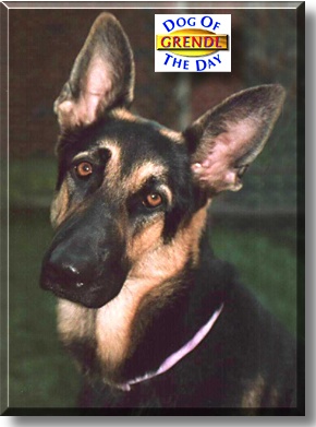 Grendl, the Dog of the Day