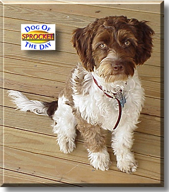Sprocket, the Dog of the Day
