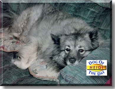 Heidi Jo, the Dog of the Day