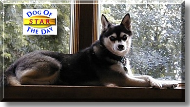 Star, the Dog of the Day