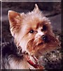 Chewbacca