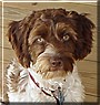 Sprocket