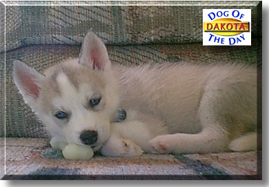 Dakota, the Dog of the Day