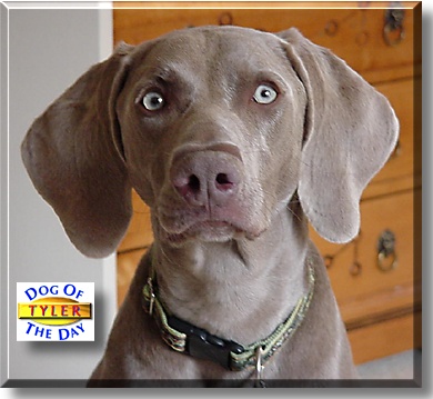 Tyler, the Dog of the Day
