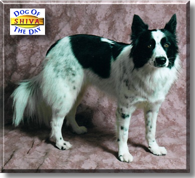 Shiva, the Dog of the Day