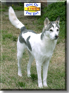 King of Hearts, the Dog of the Day