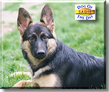 Mercedes (Sadie), the Dog of the Day