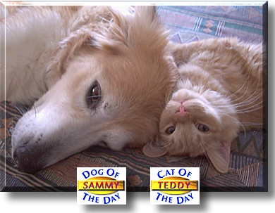 Sammy and Teddy, the Dog of the Day