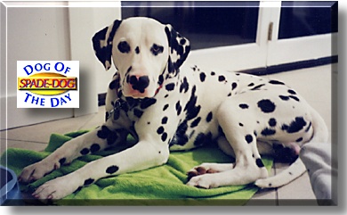 Spade-Dog, the Dog of the Day