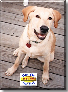 Daisy, the Dog of the Day