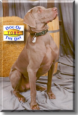 Toby, the Dog of the Day