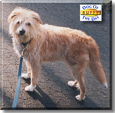 Buffy, the Dog of the Day