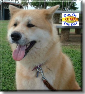 Kuma, the Dog of the Day