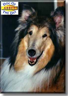Abbey, the Dog of the Day