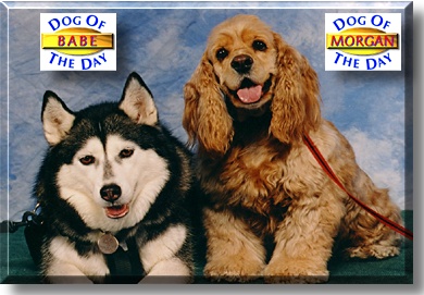 Babe and Morgan, the Dogs of the Day