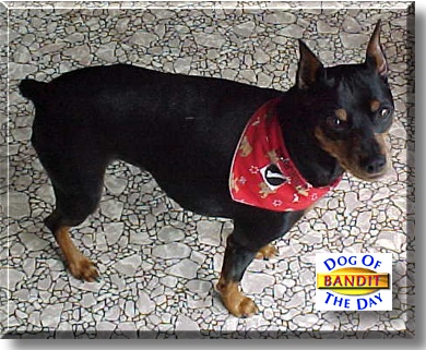 Bandit, the Dog of the Day