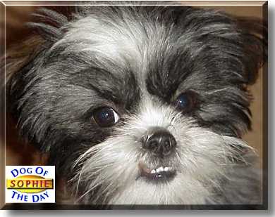 Sophie, the Dog of the Day