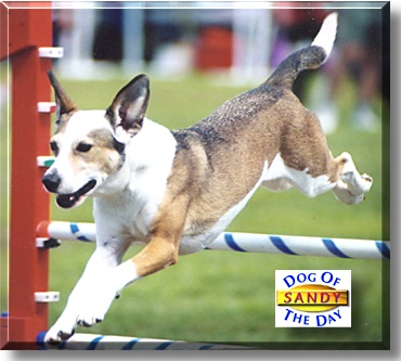 Sandy, the Dog of the Day