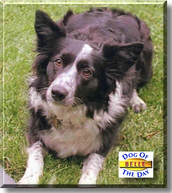 Belle, the Dog of the Day