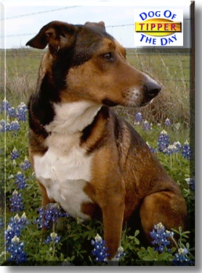 Tipper, the Dog of the Day
