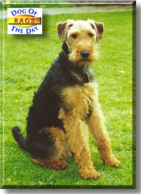 Rags, the Dog of the Day