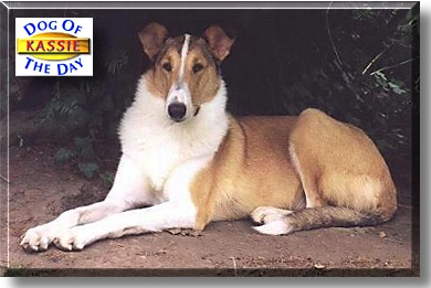 Kassie, the Dog of the Day