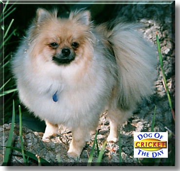 Cricket, the Dog of the Day