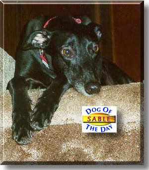 Sable, the Dog of the Day