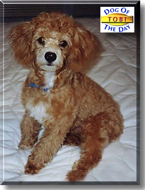 Tobi, the Dog of the Day