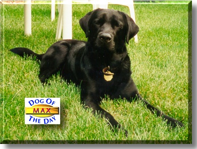 Max, the Dog of the Day