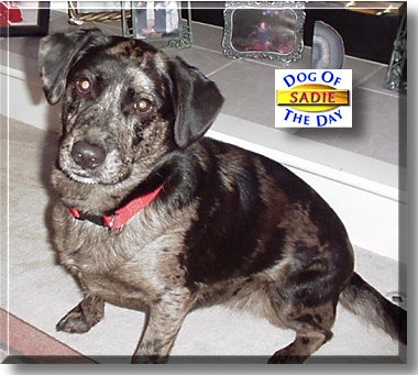 Sadie, the Dog of the Day