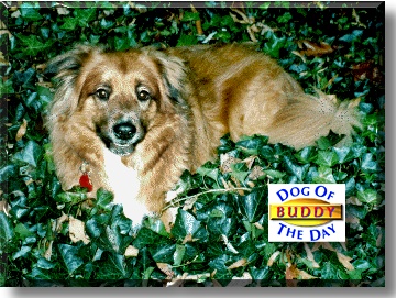 Buddy, the Dog of the Day