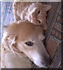 Sammy, Teddy