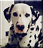 Spade-Dog