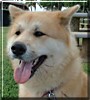 Kuma