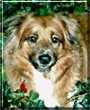 Buddy