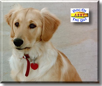 Abby, the Dog of the Day