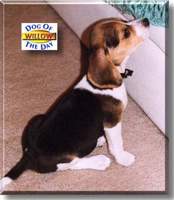Willow, the Dog of the Day