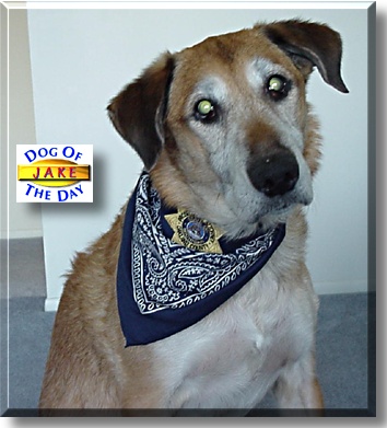 Jake, the Dog of the Day