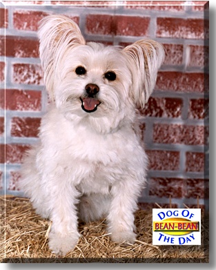 Bean-Bean, the Dog of the Day