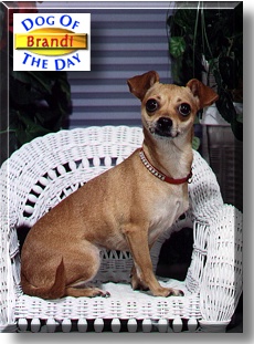 Ginger Brandi, the Dog of the Day