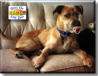 Homer, the Dog of the Day