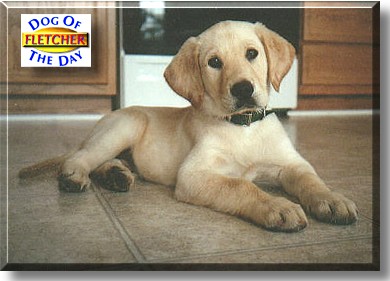 Fletcher, the Dog of the Day