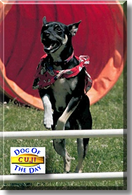 Cuji, the Dog of the Day