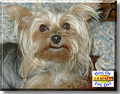 Lammy, the Dog of the Day
